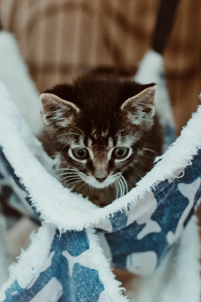 A baby medium-sized female Tabby (Tiger Striped) Domestic Short Hair cat named Marley for adoption in Le Mars, IA