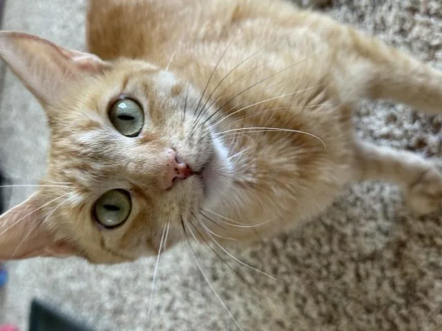 An adult large-sized female Domestic Short Hair cat named Poppy for adoption in Santa Maria, CA
