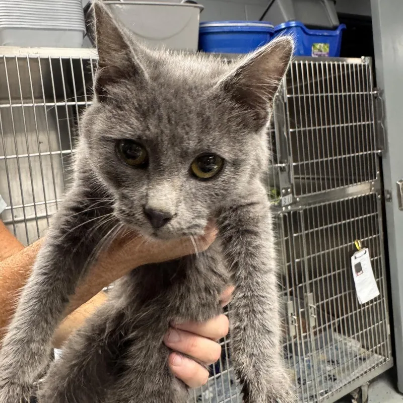 A young small-sized male Gray / Blue / Silver Domestic Short Hair cat named Chamberlain for adoption in Marion, VA