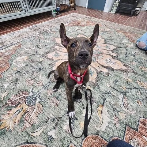 A baby large-sized male Brindle Shepherd dog named Rye In Prison Program for adoption in Honesdale, PA