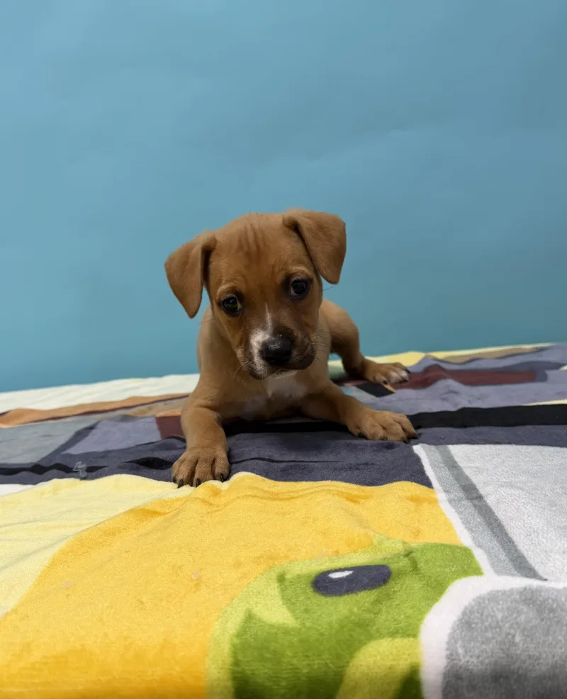 A baby medium-sized female Yellow / Tan / Blond / Fawn Boxer dog named Qira for adoption in Loogootee, IN