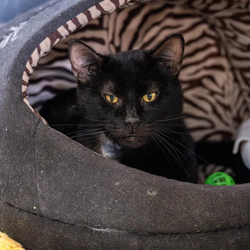 An adult large-sized male Black Domestic Short Hair cat named Kenya for adoption in Wilmington, DE