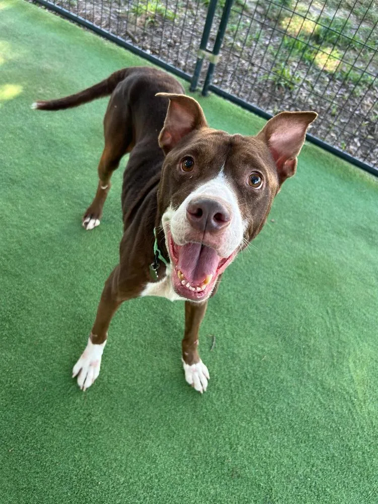 An adult medium-sized male Tricolor (Brown, Black, & White) American Bulldog dog named Mudslide for adoption in Lakeland, FL