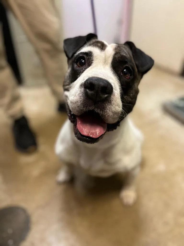 A young medium-sized male American Staffordshire Terrier dog named Rocko for adoption in New Braunfels, TX
