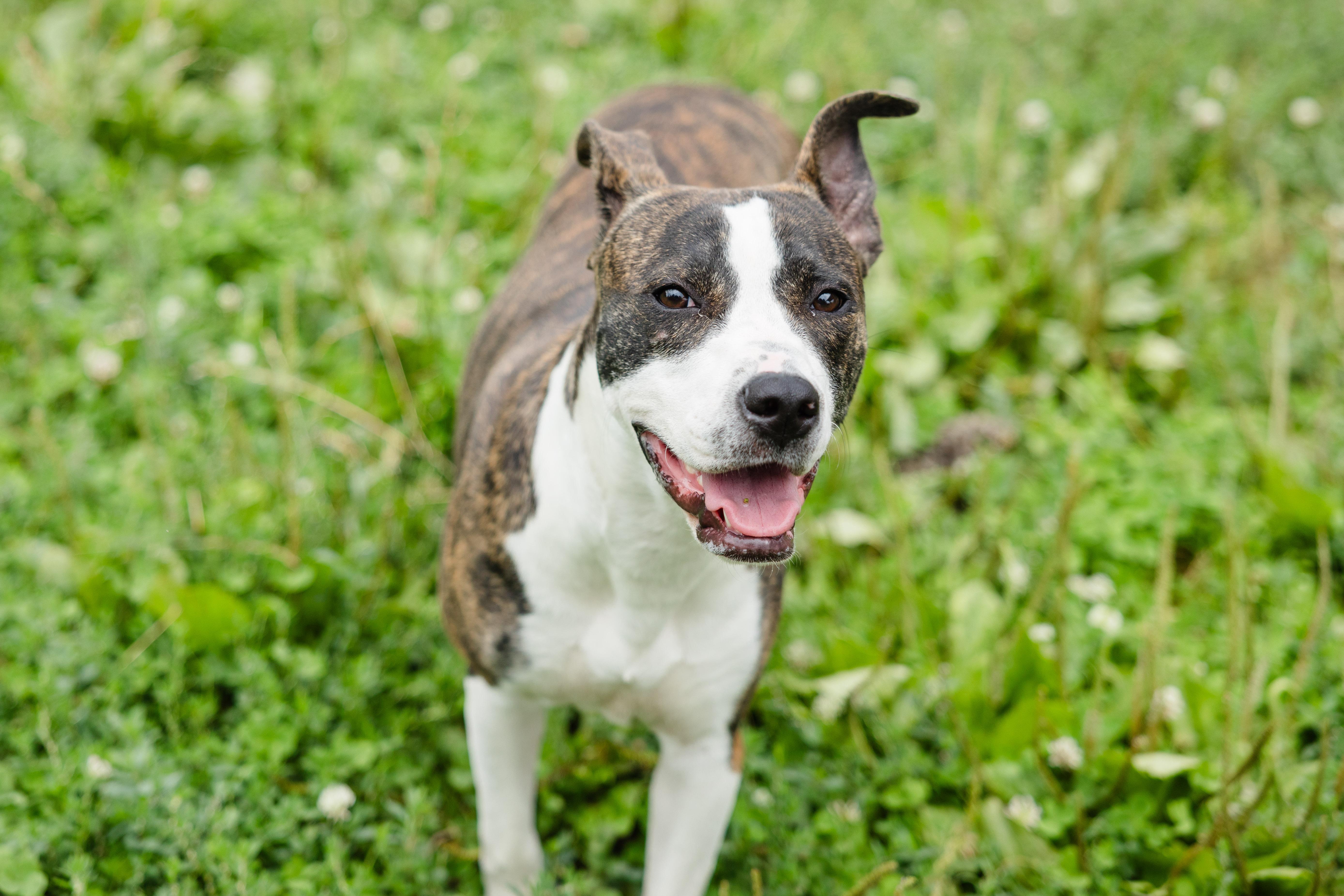 An adult medium-sized female Terrier dog named Roxie for adoption in Newburgh, IN