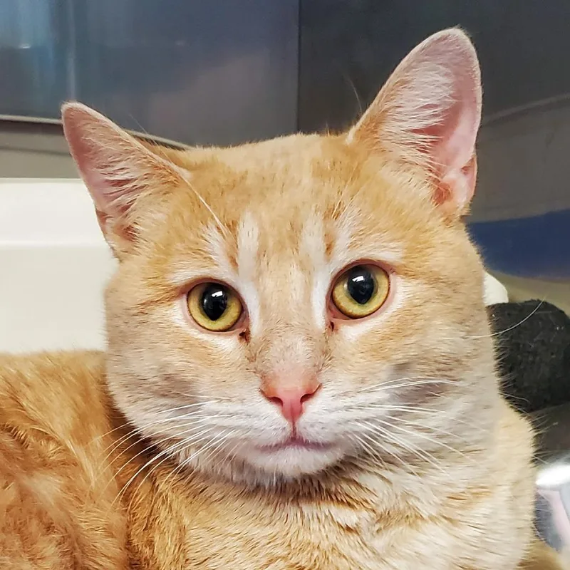 A young extra large-sized male Buff / Tan / Fawn Domestic Short Hair cat named Bath Tub for adoption in PITTSBURGH, PA