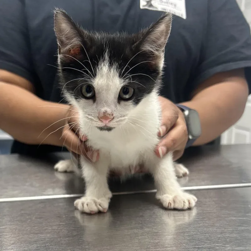 A baby small-sized female Black Domestic Short Hair cat named Skips for adoption in Decatur, GA