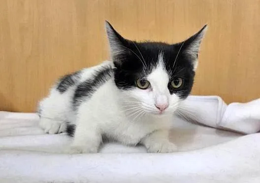 A baby small-sized female Domestic Short Hair cat named China Cat Sunflower for adoption in Saint Louis, MO