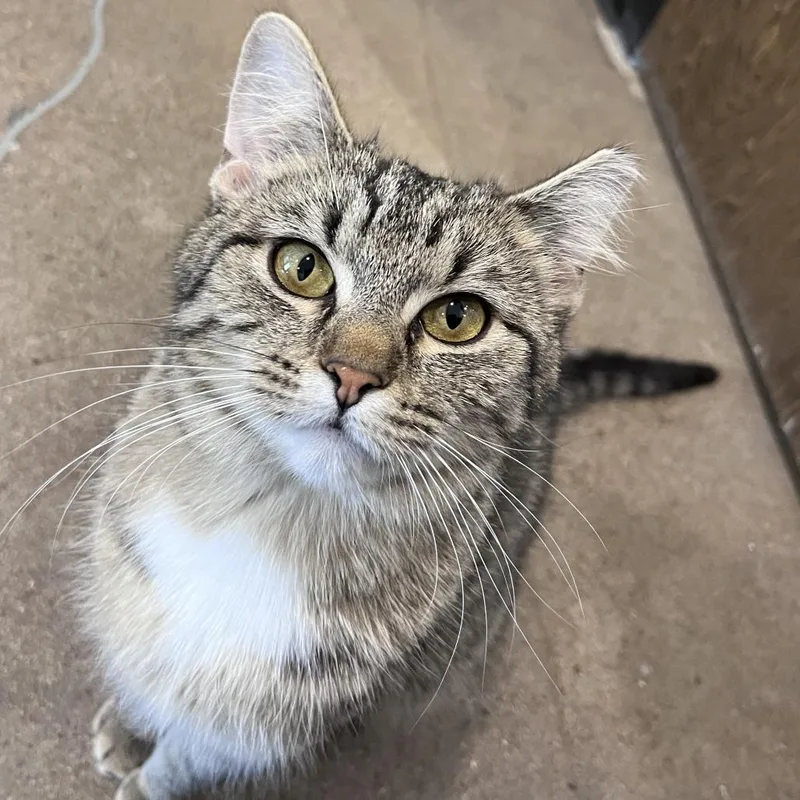 A young medium-sized female Brown / Chocolate Domestic Short Hair cat named Wiggles for adoption in Washburn, MO