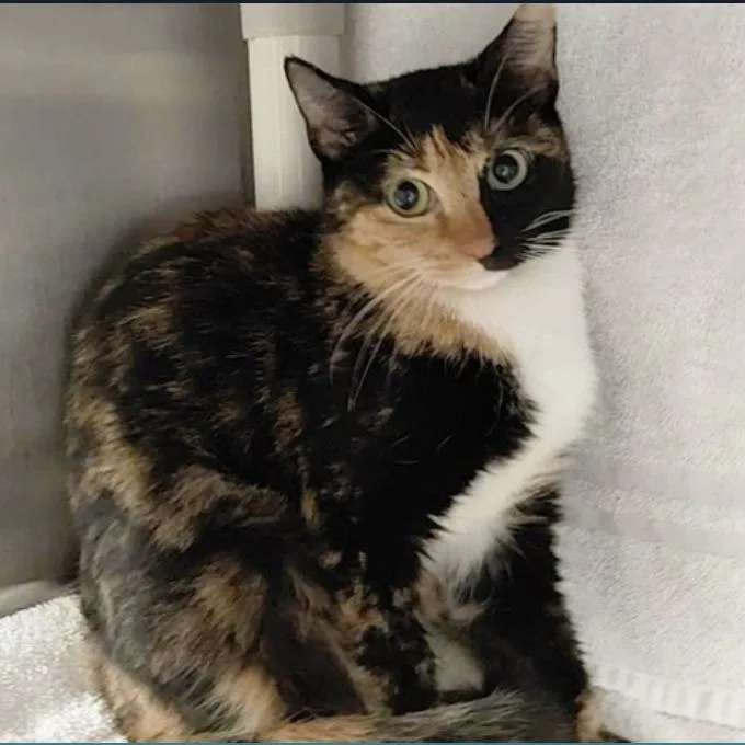 A young medium-sized female Calico Domestic Short Hair cat named Monica for adoption in Huntsville, AL