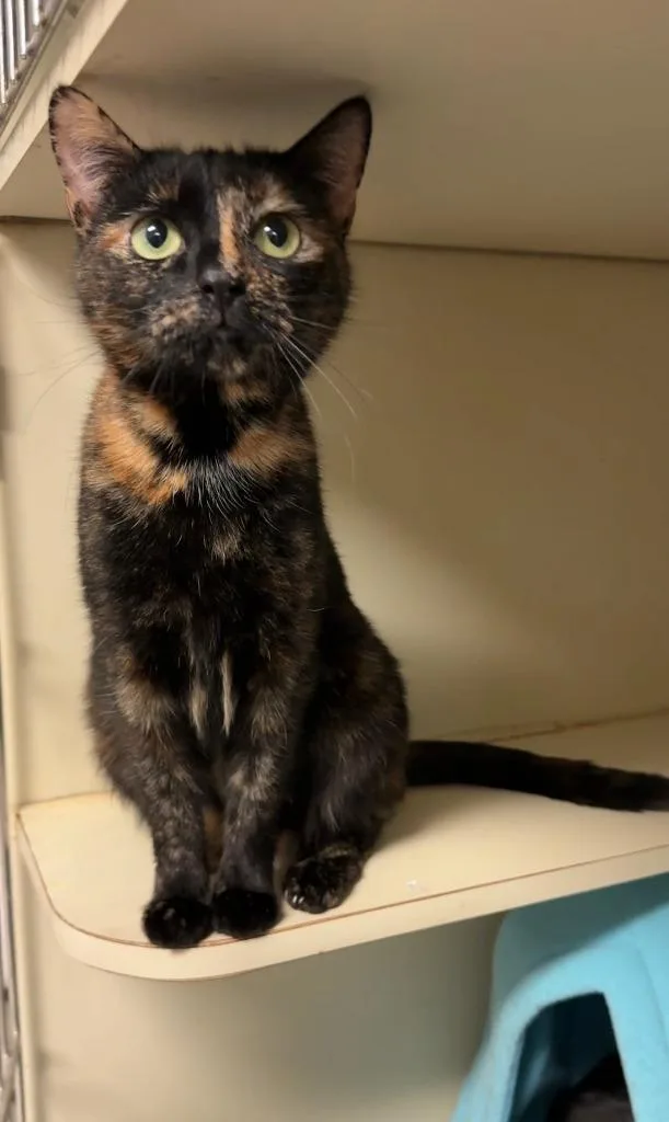 A young medium-sized female Domestic Short Hair cat named Brownie for adoption in Windsor, CT