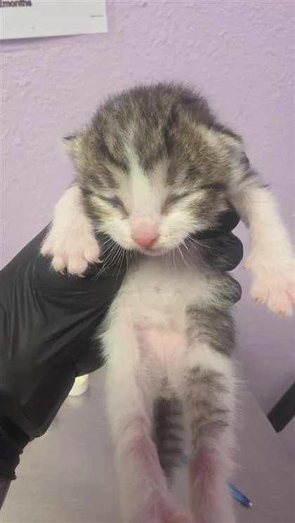 A baby small-sized male Domestic Short Hair cat named 61460350 for adoption in El Paso, TX