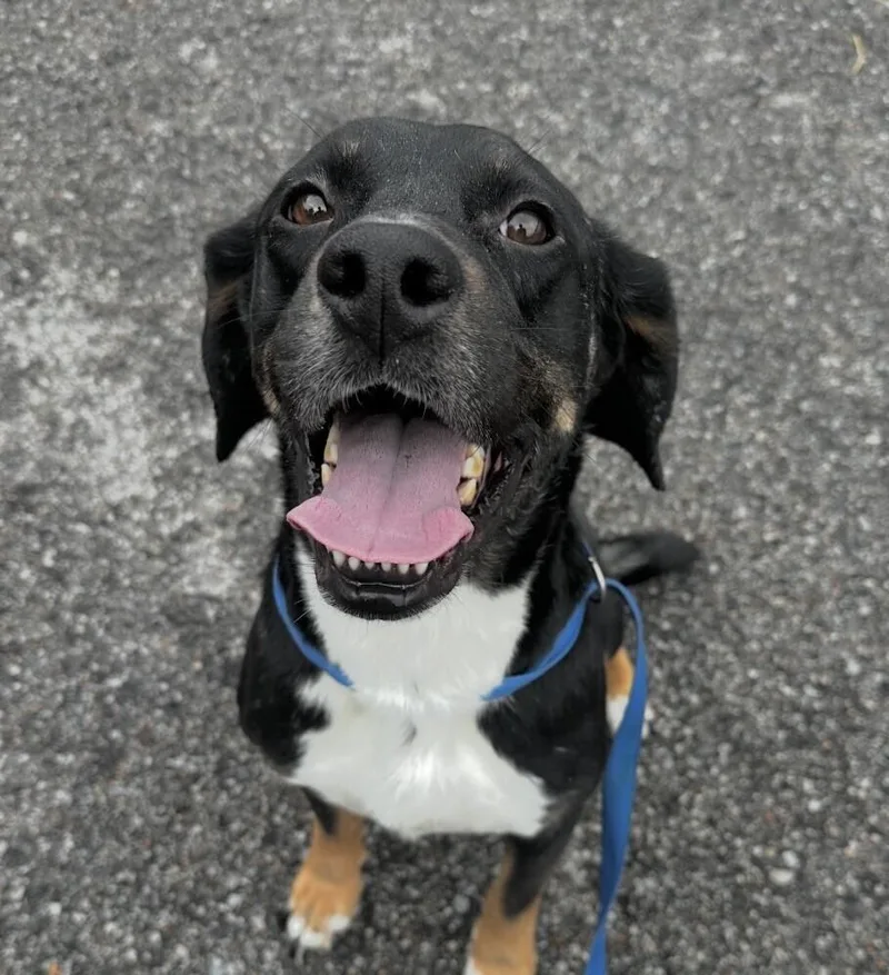 Arlo the Hound