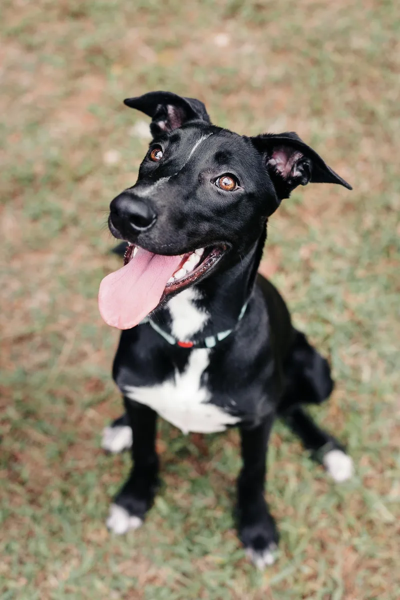 A young medium-sized female Whippet dog named Lucia for adoption in Fuquay Varina, NC