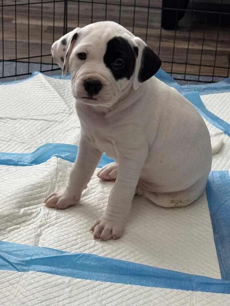 A baby medium-sized male Tricolor (Brown, Black, & White) Mixed Breed dog named Dr Dre for adoption in Clinton Township, MI