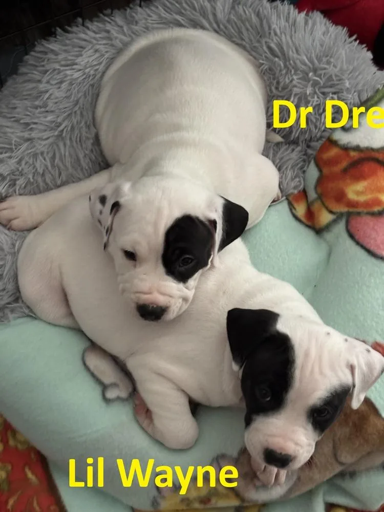 Dr Dre thumbnail 2