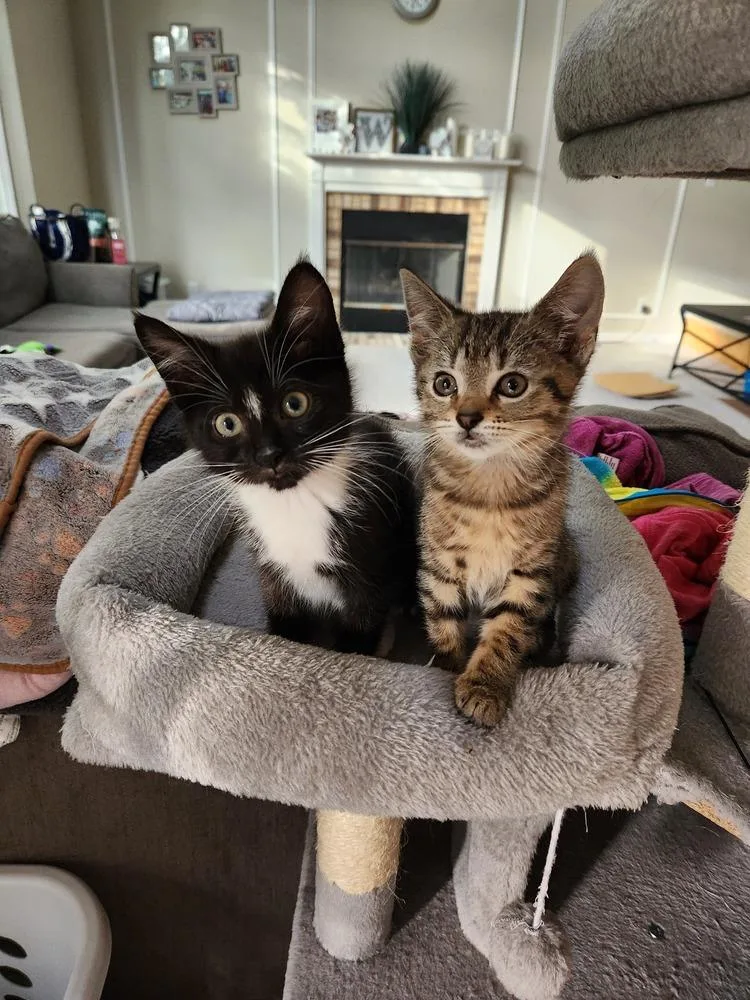 A baby small-sized female Domestic Short Hair cat named Zebra Cake for adoption in Wheaton, IL