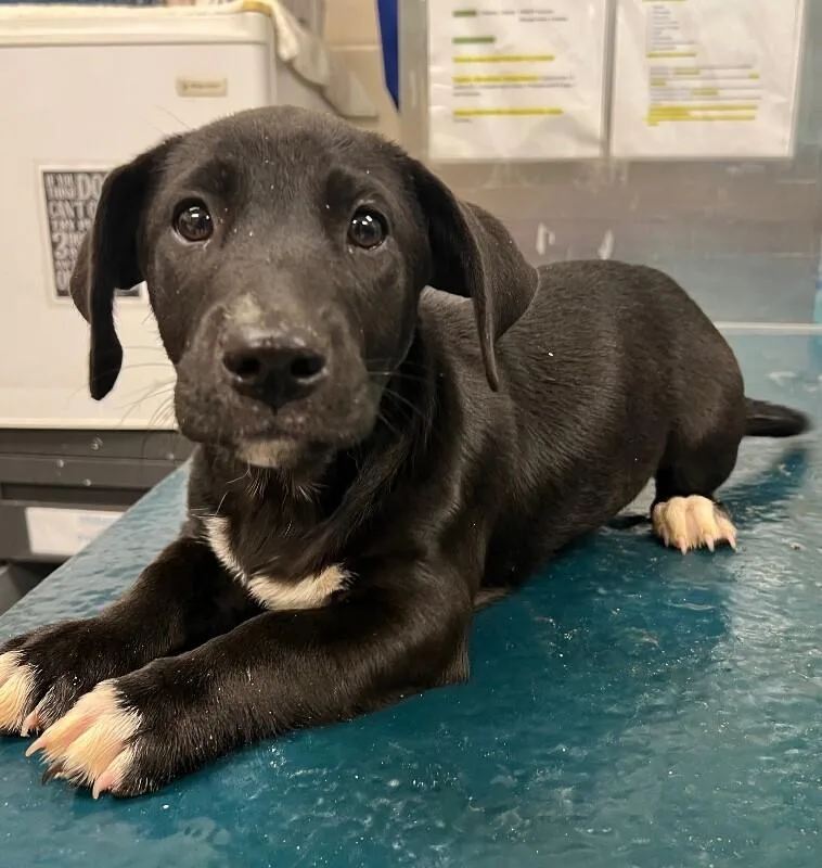 A young medium-sized female Black Mixed Breed dog named Tiara for adoption in Mobile, AL