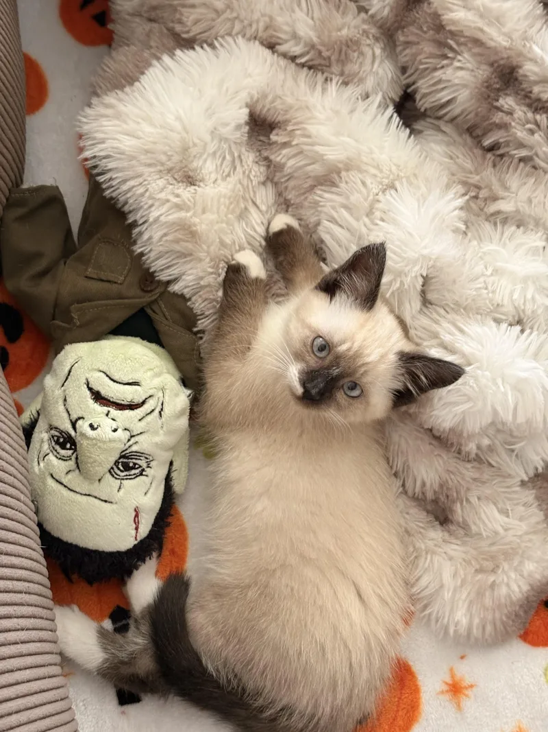 A baby small-sized male Domestic Short Hair cat named Wolf Turn for adoption in Fruit Heights, UT