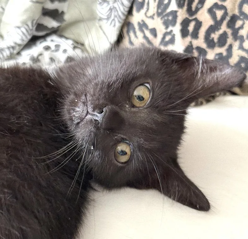 A baby medium-sized male Black Domestic Short Hair cat named New Kid for adoption in Ventura, CA