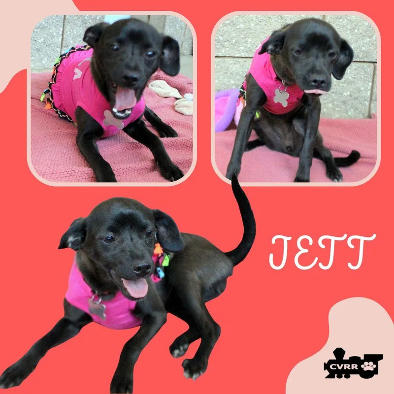 Jett