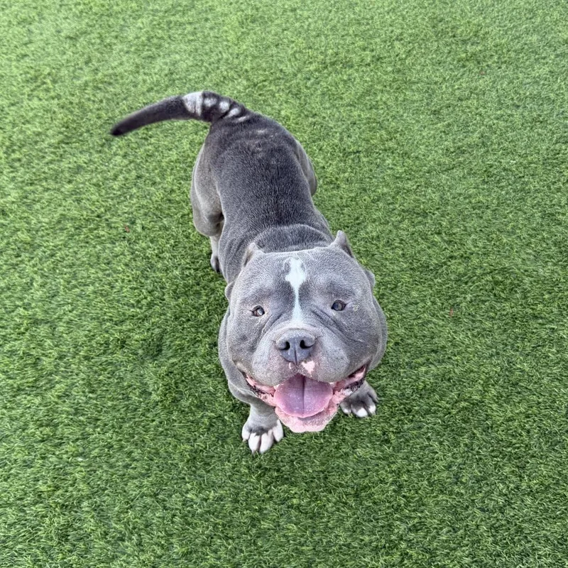 An adult medium-sized male Gray / Blue / Silver American Hairless Terrier dog named Tank for adoption in Sullivan, IL