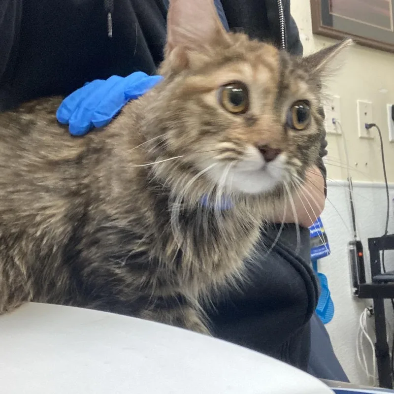 A young medium-sized female Brown / Chocolate Domestic Short Hair cat named Gibby for adoption in Galveston, TX