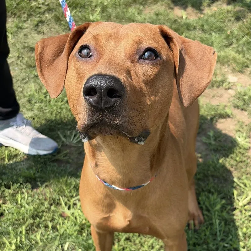 Scooby