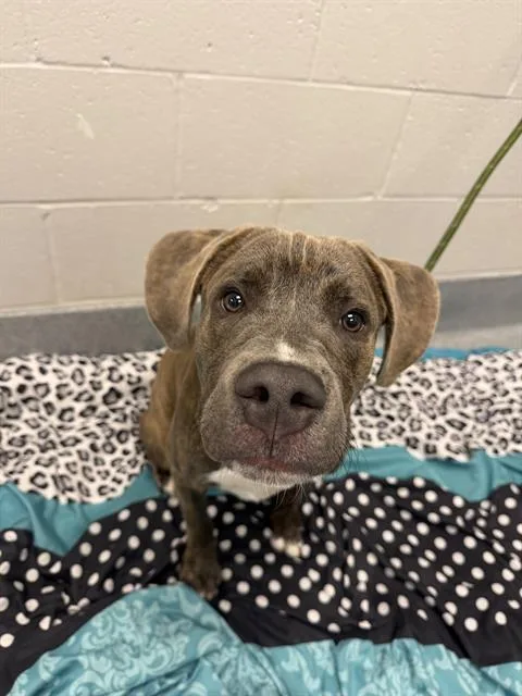 A young large-sized male Pit Bull Terrier dog named Trex for adoption in Indianapolis, IN