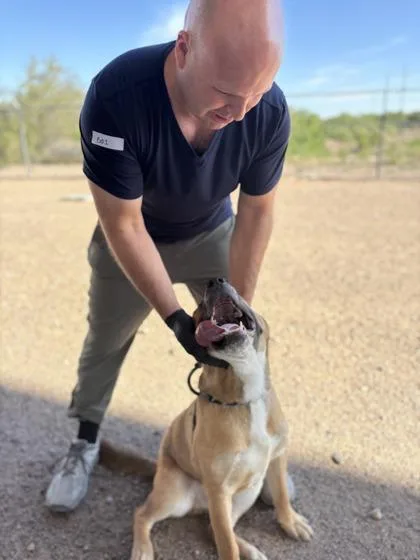 An adult large-sized male Mixed Breed dog named Gabriel for adoption in El Paso, TX