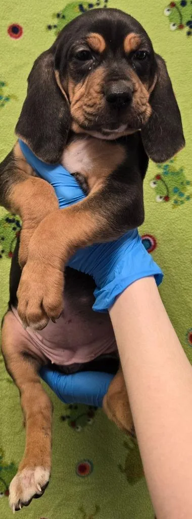 Ruby Blade thumbnail 2