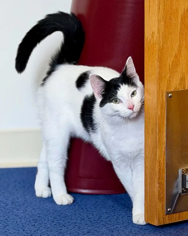 A young medium-sized male Black & White / Tuxedo Domestic Short Hair cat named Friday for adoption in Fremont, MI