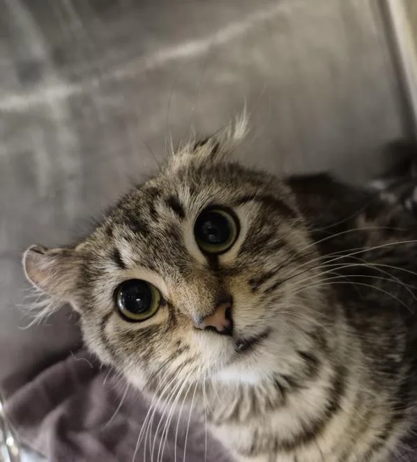 A young medium-sized female Domestic Short Hair cat named Jewell for adoption in Hagerstown, MD
