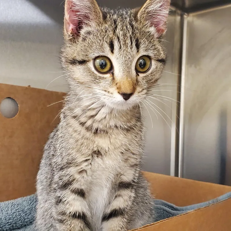 A baby small-sized male Gray / Blue / Silver Domestic Short Hair cat named Biscuit for adoption in Novelty, OH