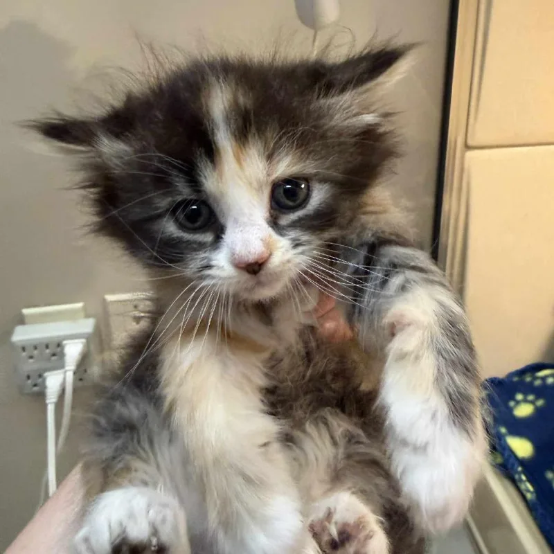 A baby small-sized female Calico Domestic Medium Hair cat named Kiara for adoption in Beckley, WV