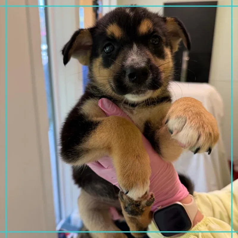 A baby medium-sized female Mixed Breed dog named Custard for adoption in Austin, TX