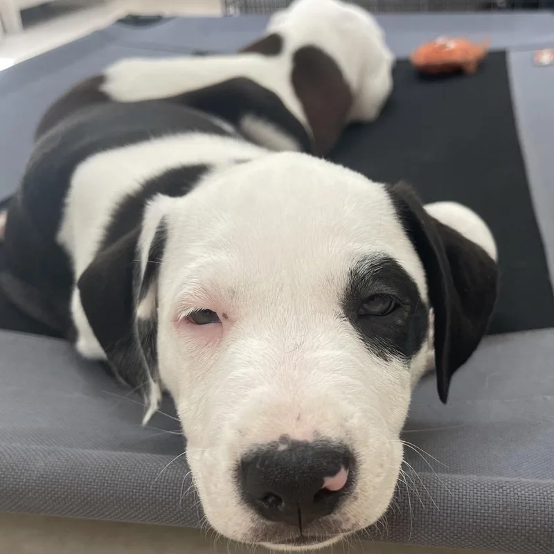 A baby large-sized female Black American Bulldog dog named Mae for adoption in Kissimmee, FL