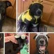 A senior large-sized female Black Mixed Breed dog named Honey for adoption in Edwardsville, IL