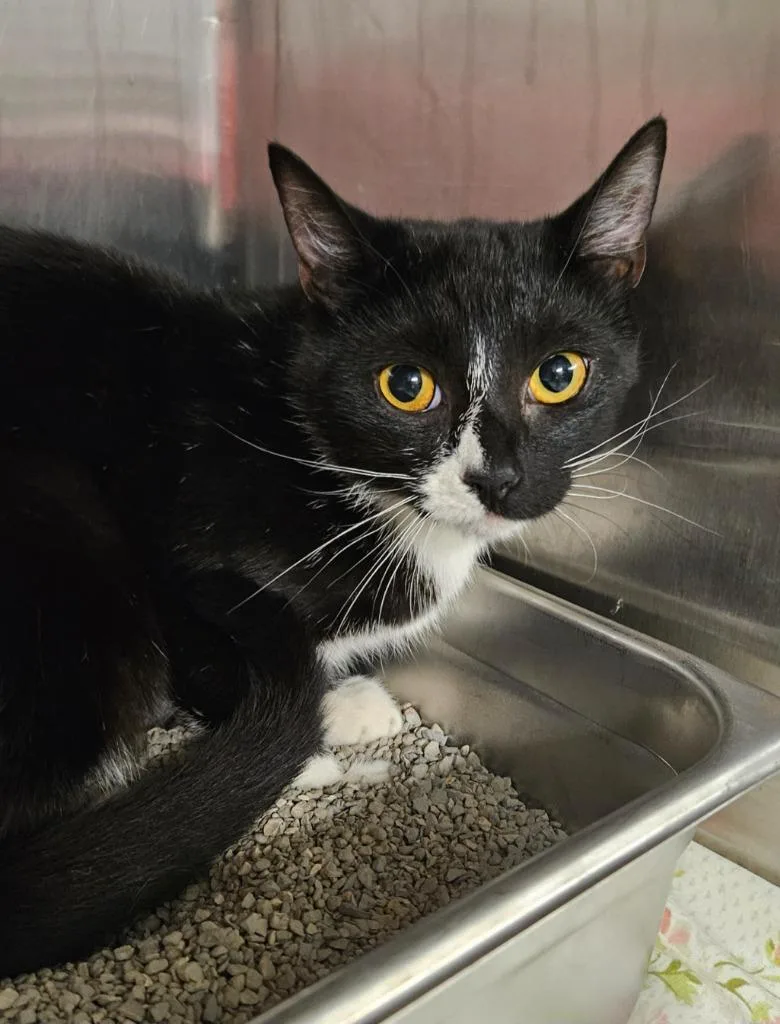 A baby medium-sized male Domestic Short Hair cat named Corduroy for adoption in Sherwood, AR