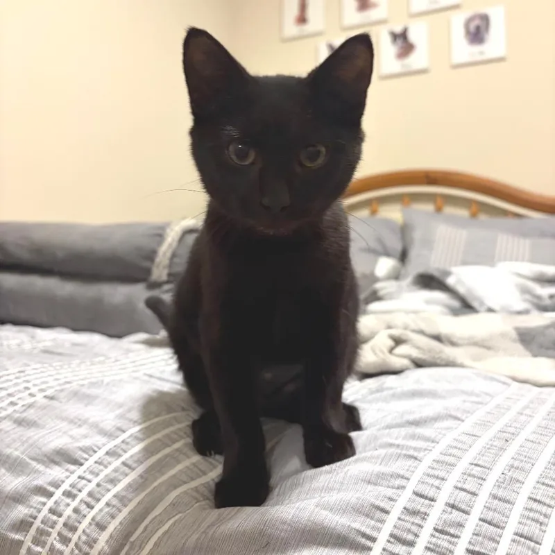 A baby small-sized female Black Domestic Short Hair cat named Thumbelina for adoption in Georgetown, KY