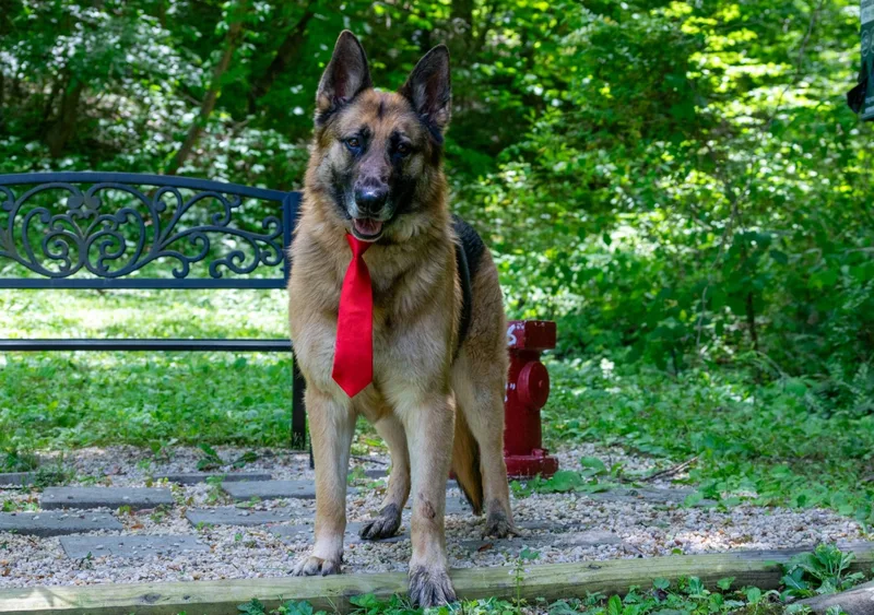 An adult large-sized male Black German Shepherd Dog dog named Handsome for adoption in Sevierville, TN