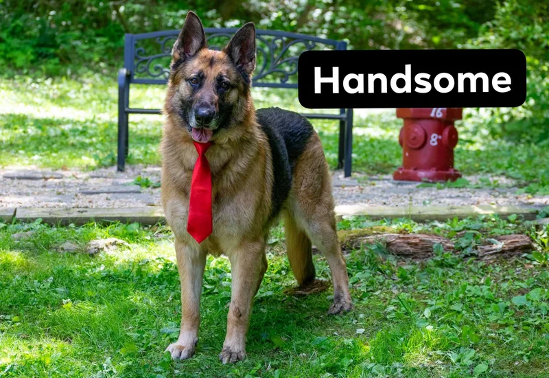 Handsome thumbnail 2