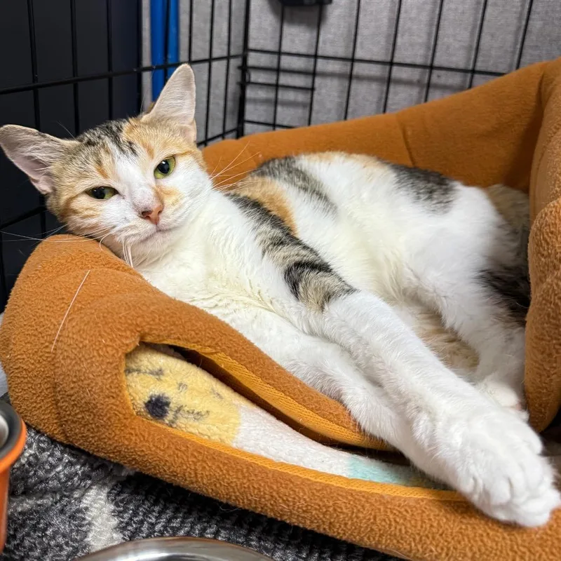 A young small-sized female Calico Domestic Short Hair cat named Bermuda for adoption in Archbold , OH