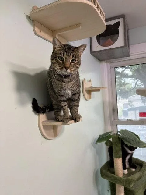 An adult medium-sized male Tabby cat named Noodle for adoption in Chicago, IL
