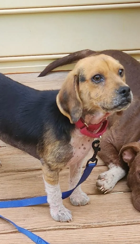 Forrest Gump thumbnail 2