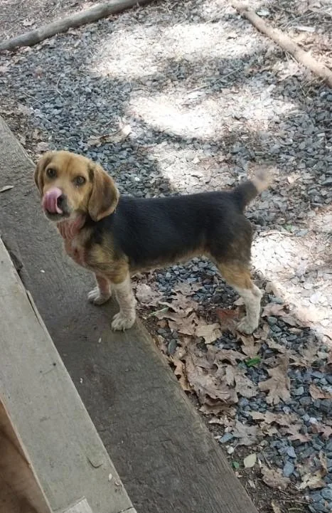 Forrest Gump thumbnail 4