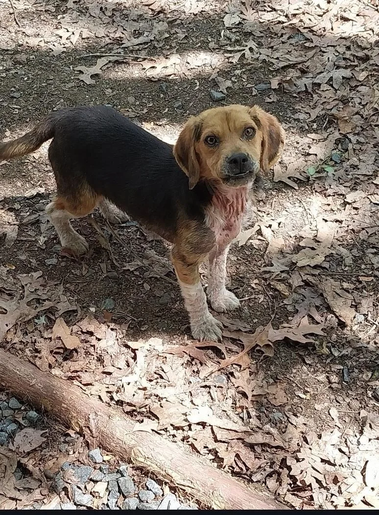 A baby small-sized male Tricolor (Brown, Black, & White) Beagle dog named Forrest Gump for adoption in Troutman, NC