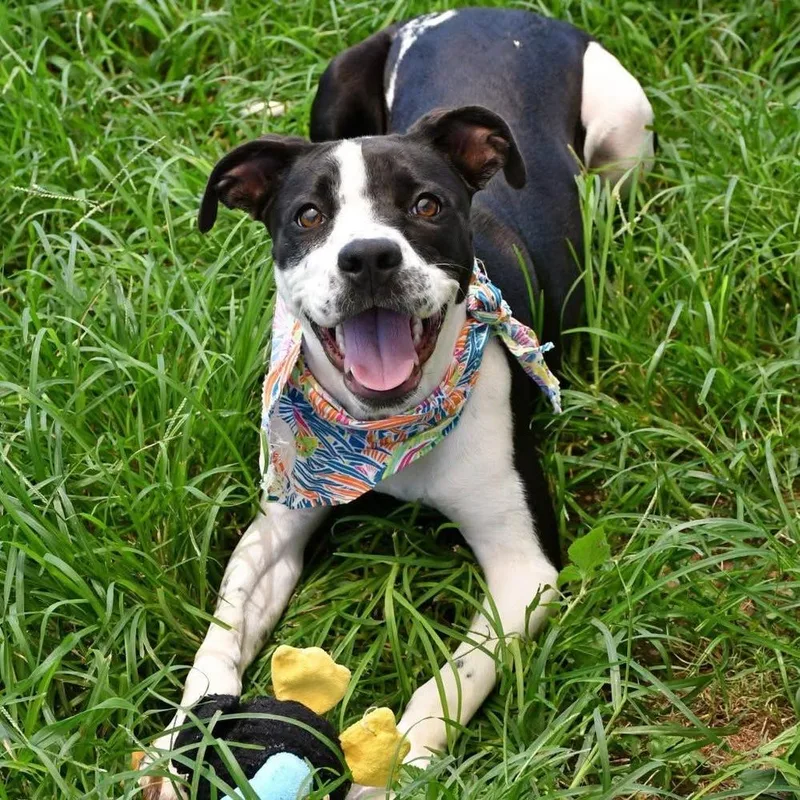 A young medium-sized female Tricolor (Brown, Black, & White) Labrador Retriever dog named Daphne A for adoption in Silsbee, TX