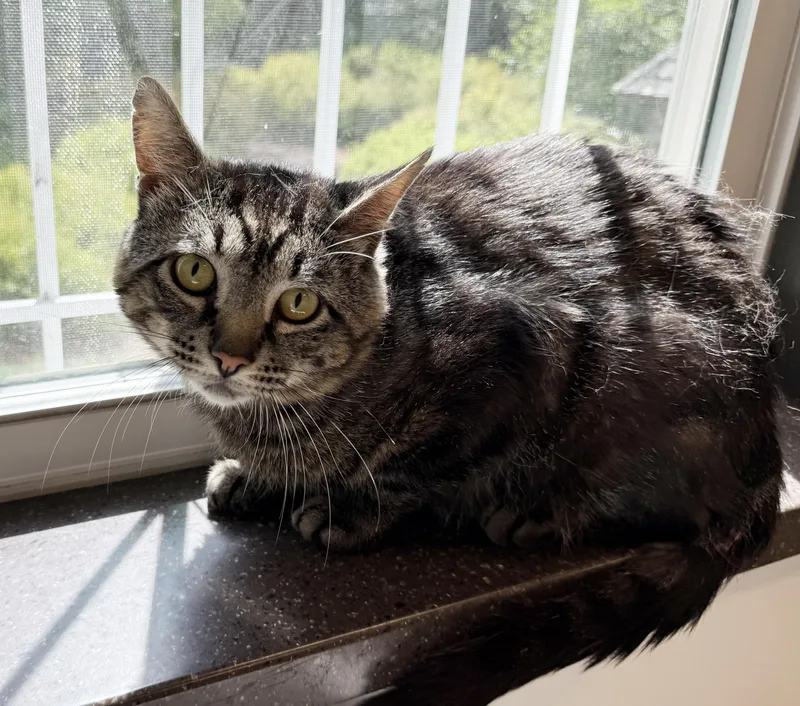 An adult medium-sized male Tabby (Tiger Striped) Domestic Short Hair cat named LOCAL CAT Benedict for adoption in Clayville, RI