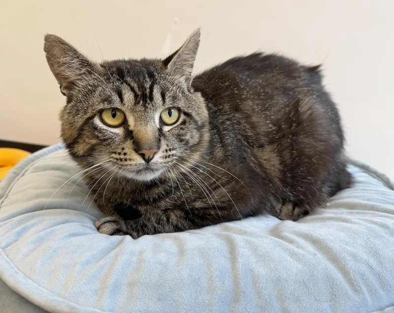 LOCAL CAT  Benedict thumbnail 2